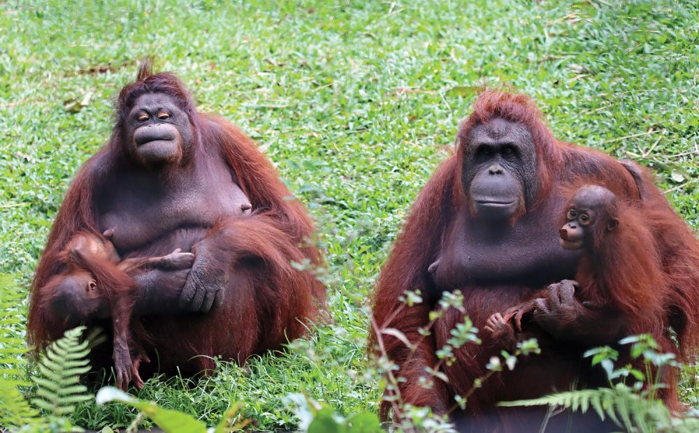 Malasia y Borneo "de autor"
