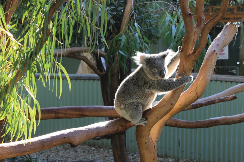 Australia y Nueva Zelanda 2026 - Imagen 7