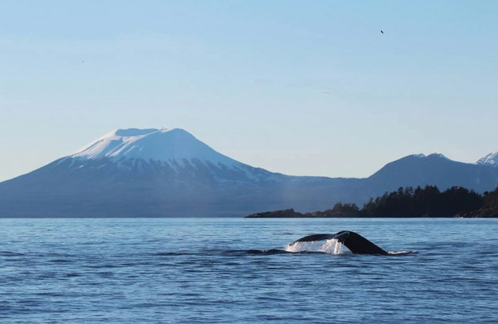 Crucero Alaska 2026 - Imagen 7
