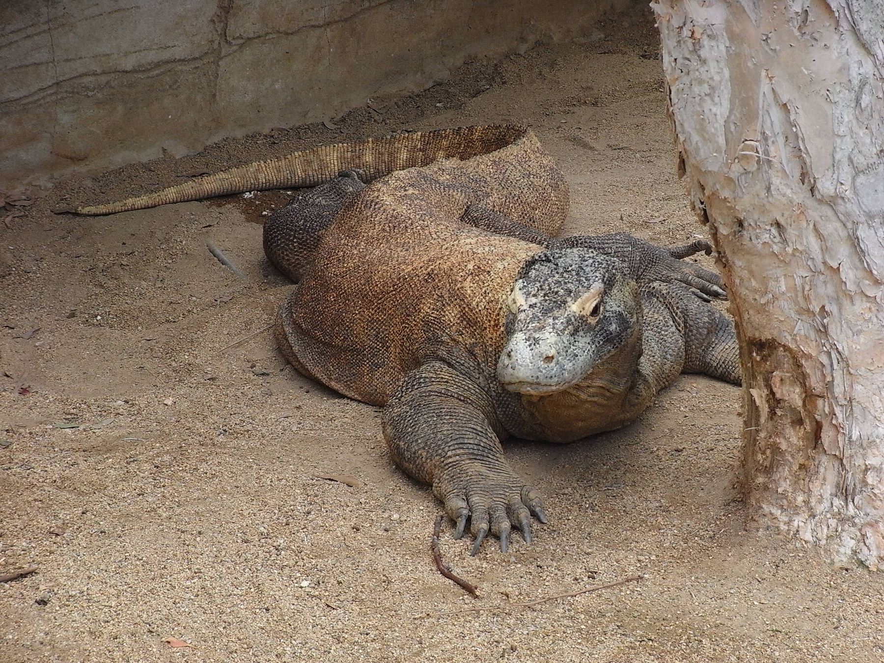 Indonesia, Bali e Islas Komodo "de autor" - Imagen 2